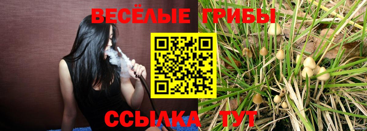 Галлюциногенные грибы Psilocybe Апшеронск